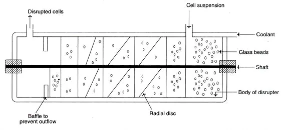 Downstream Processing Steps 6 cell disruption