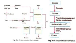 Ethanol Production (Alcohol) – Ethanol fermentation