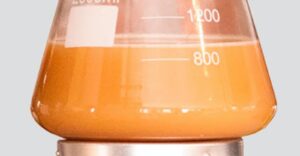 Yeasts Starter Cultures  