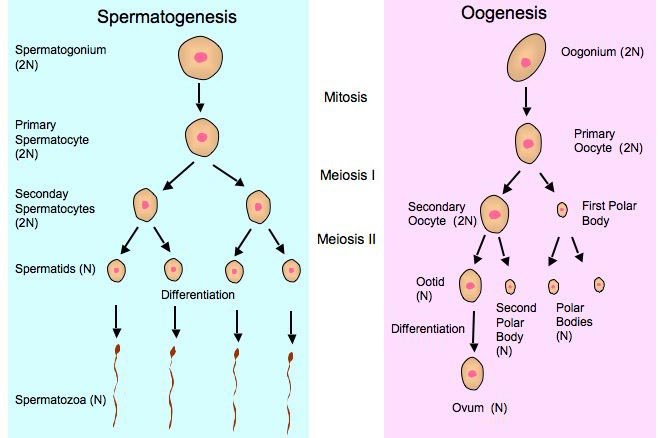 Gametogenesis - Definition, Types, Steps