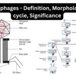 Bacteriophages - Definition, Morphology, Life cycle, Significance