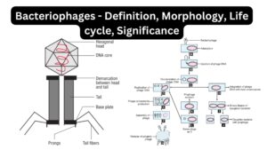 Bacteriophages – Definition, Morphology, Life cycle, Significance