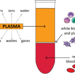Centrifuge Blood Sample - Purpose, Steps, Techniques