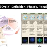 Cell Cycle - Definition, Phases, Regulation