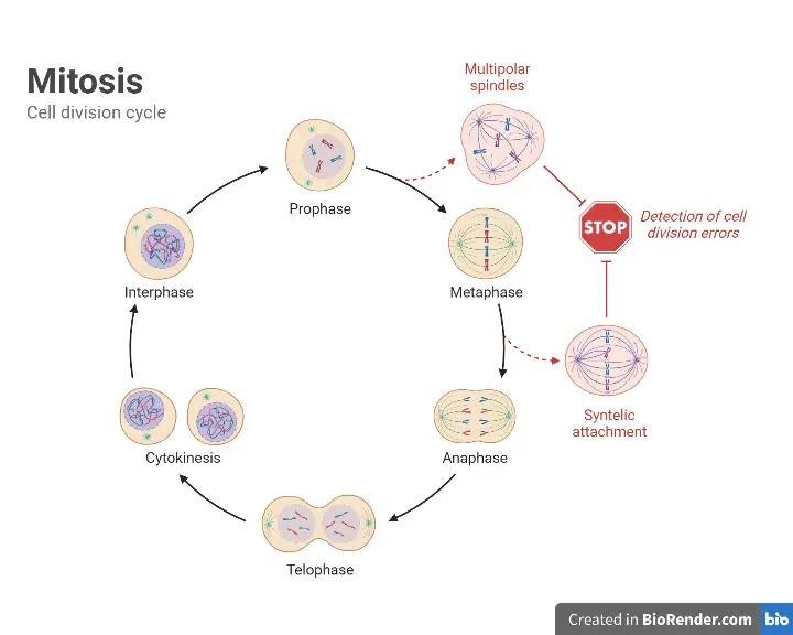 Mitosis - Definition, Phases, Significance, Functions