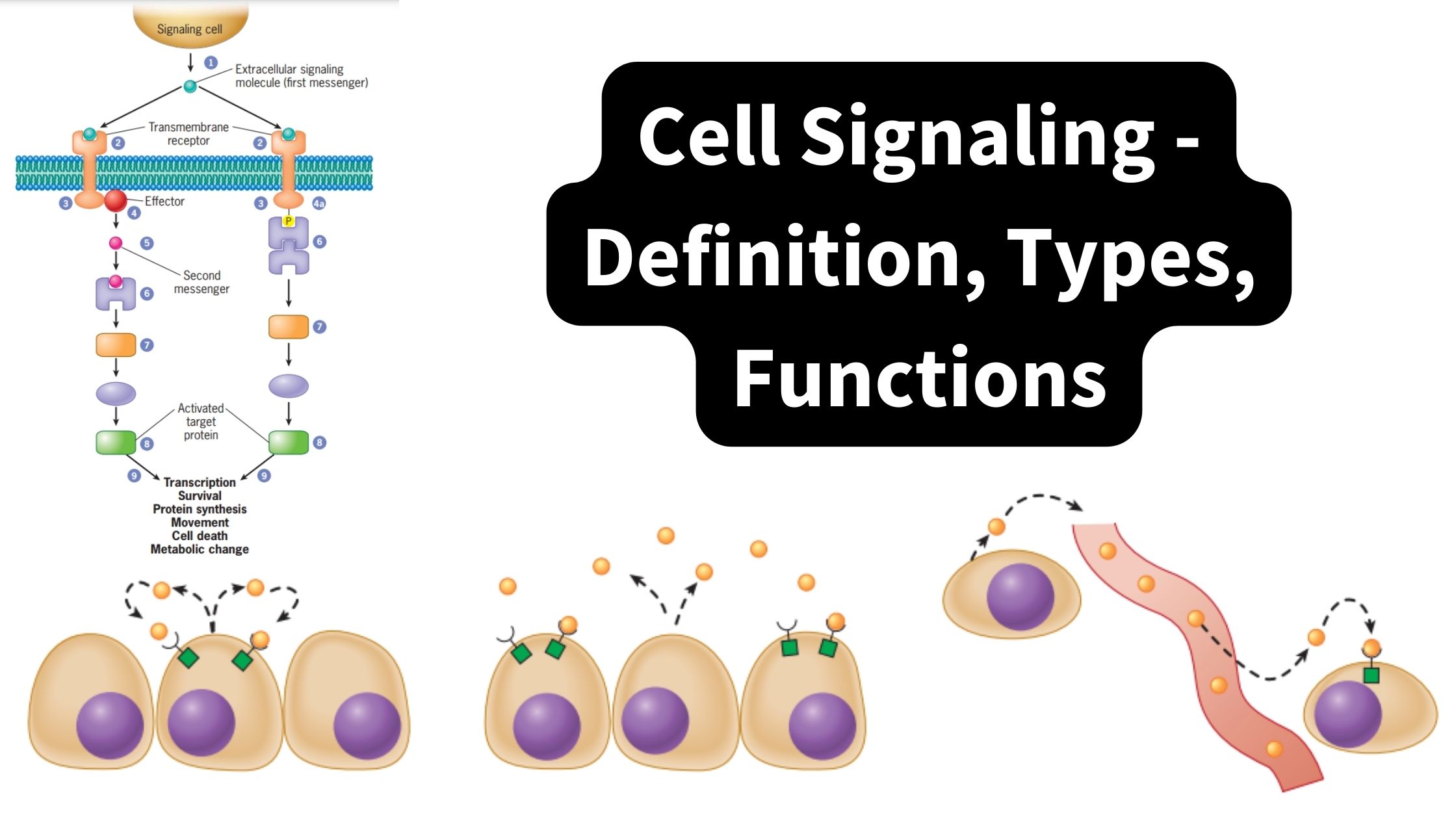 Cell Biology - Microbiology Notes