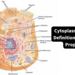 Cytoplasmic Matrix - Definition, Structure, Properties