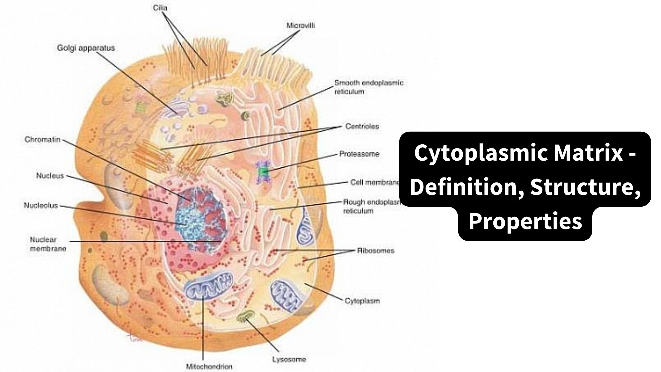 Cytoplasmic Matrix - Definition, Structure, Properties