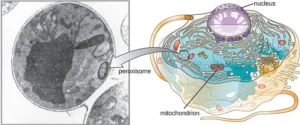 Microbodies – Peroxisomes and Glyoxysomes