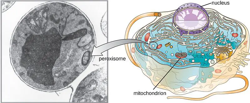 Microbodies: Peroxisomes and Glyoxysomes