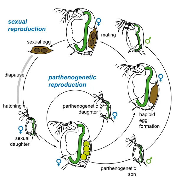 Parthenogenesis - Definition, Types