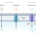 Mode of Transport Across Plasma Membrane