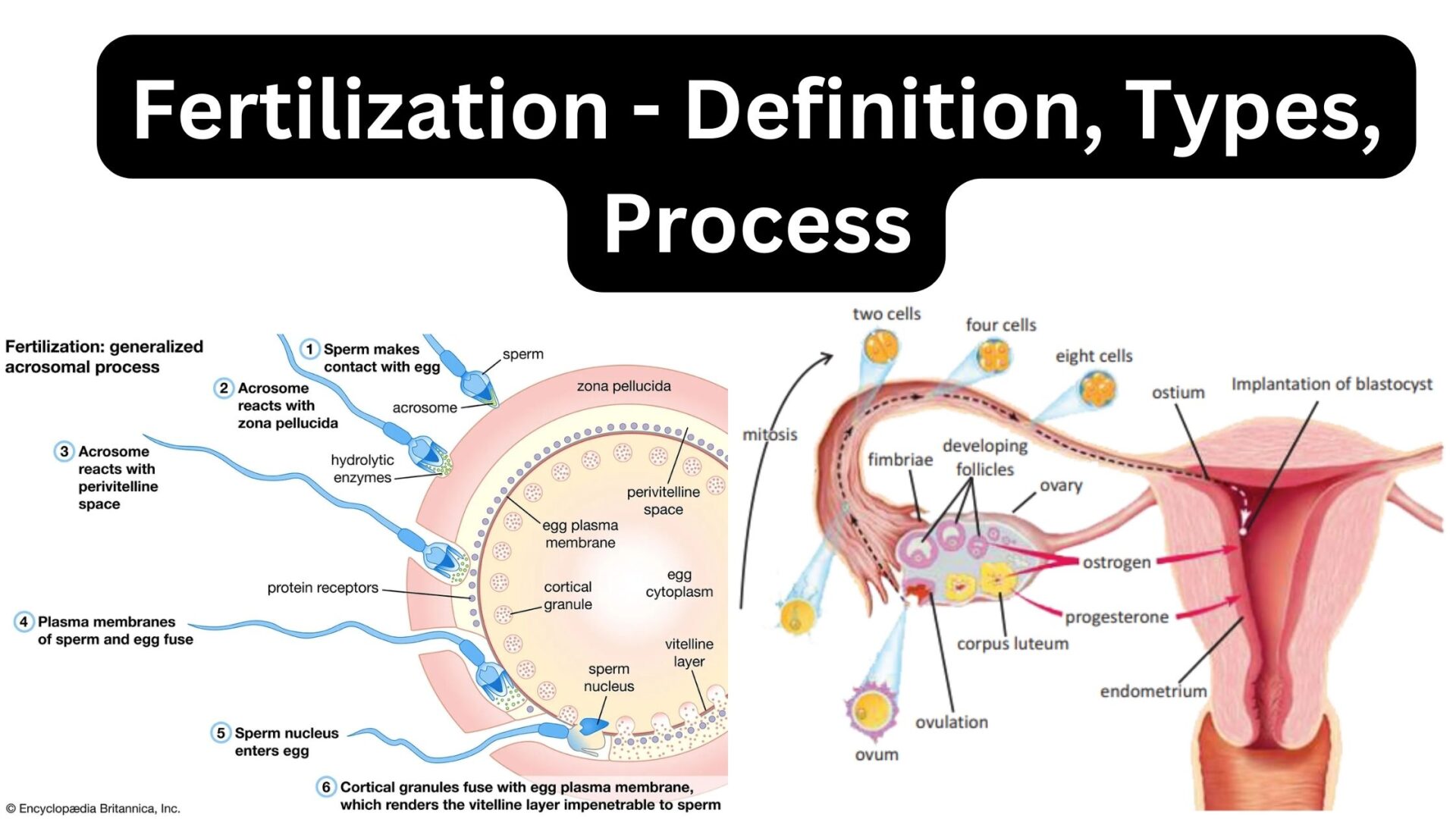 Fertilization - Definition, Types, Process