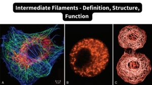 Intermediate Filaments – Definition, Structure, Function 