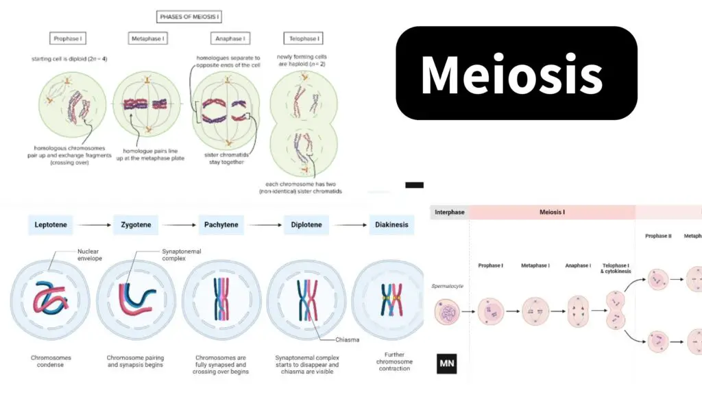 Meiosis - Definition, Types, Steps, Importance, Examples - Biology ...