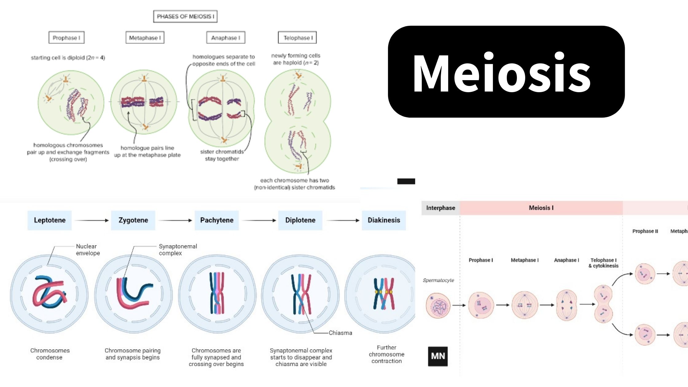 Meiosis - Definition, Types, Steps, Importance, Examples