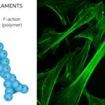 Microfilaments - Definition, Structure, Function