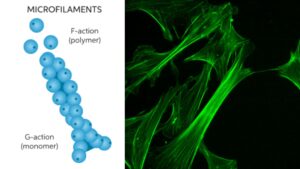 Microfilaments – Definition, Structure, Function