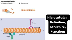 Microtubules – Definition, Structure, Functions