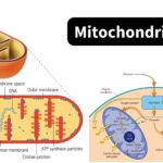 Mitochondria - Definition, Origin, Structure, Functions