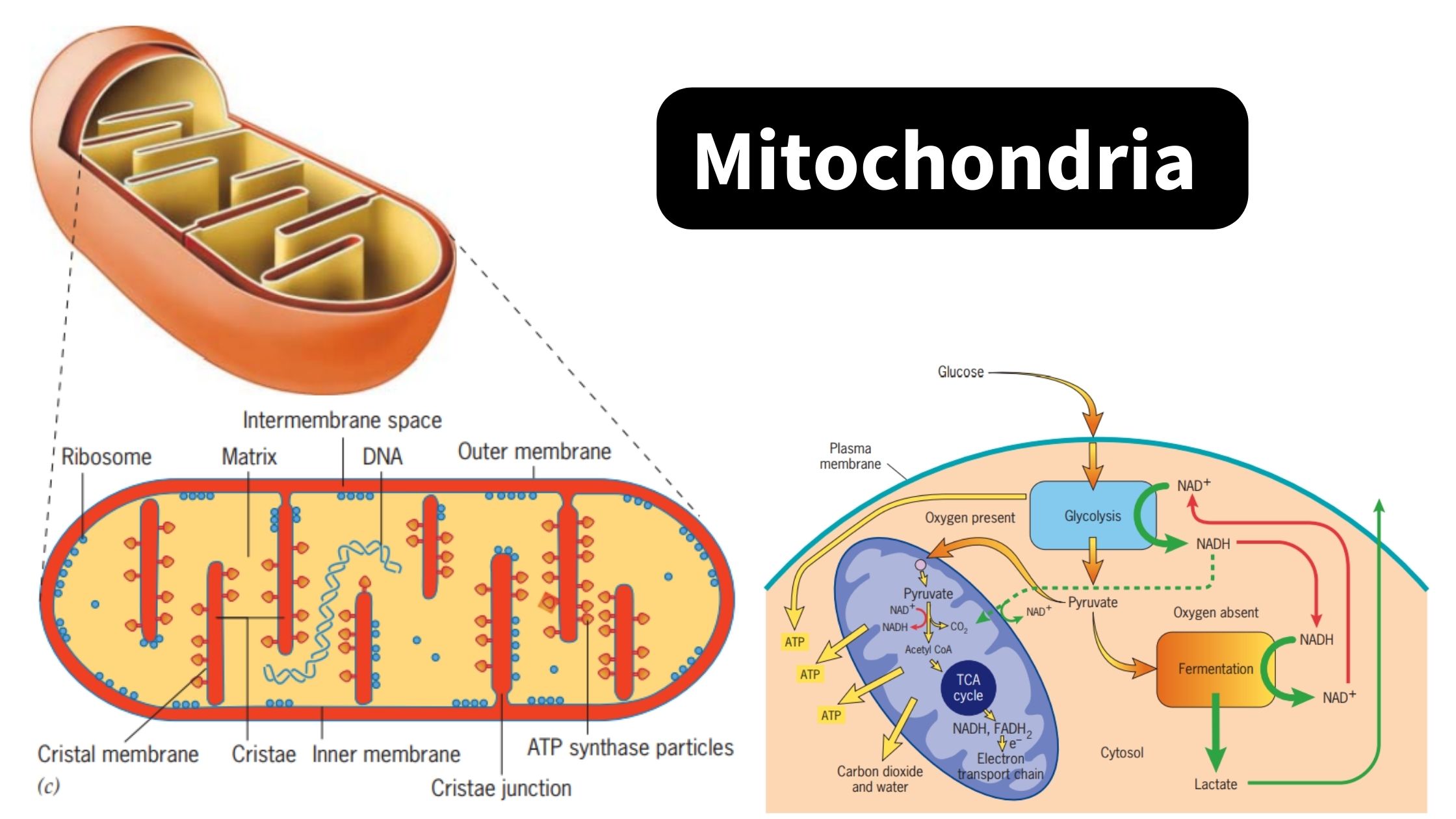 Mitochondria - Definition, Origin, Structure, Functions