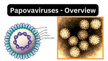 Papovavirus: Hiểu Rõ Về Virus Gây U Nhú