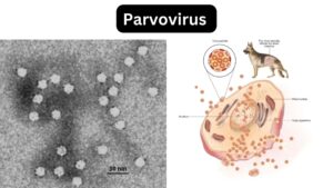 Parvovirus – Definition, Classification, Morphology, Diagnosis