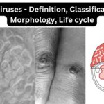 Poxviruses - Definition, Classification, Morphology, Life cycle