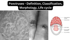 Poxviruses – Definition, Classification, Morphology, Life cycle