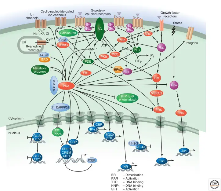 Cyclic AMP pathway (Cyclic adenosine monophosphate)