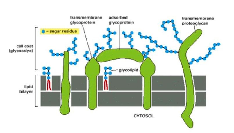 Cell Coat - Definition, Functions, Structure