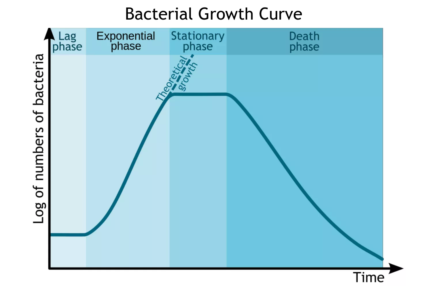 Cell Growth - Definition, Types, Mechanisms