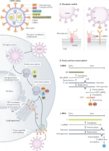 Lassa Virus – An Overview