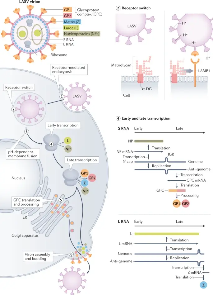 Lassa Virus - An Overview