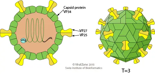 Human Astrovirus- An Overview