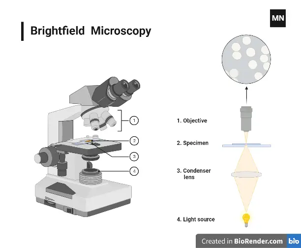 Light Microscope Labeled Diagram