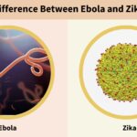 What is the Difference Between Ebola and Zika