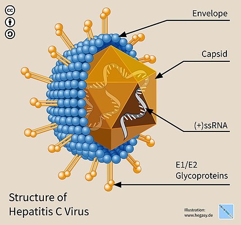 Hepatitis C virus - Structure, Replications, Pathogenesis, Genome Structure