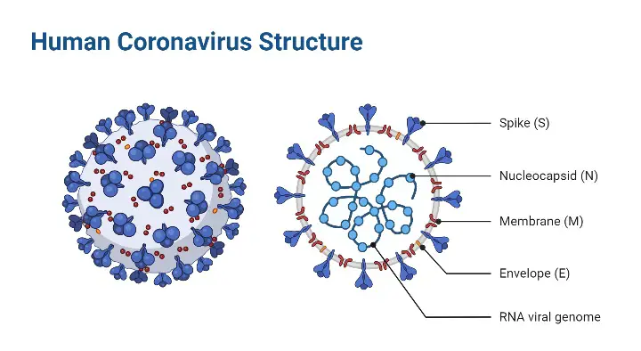 Structure and Genome of SARS-CoV-2 (COVID-19) with diagram