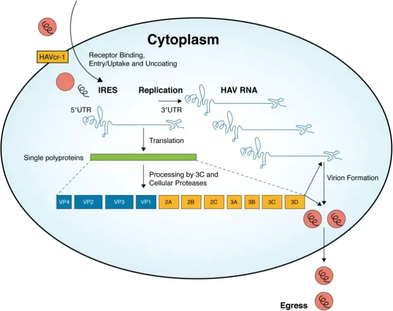 Hepatitis A Virus - Structure, Replication, Pathogenesis, Genome, Transmission