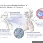 SARS-CoV-2 (COVID-19): Transmission, pathogenesis, replication