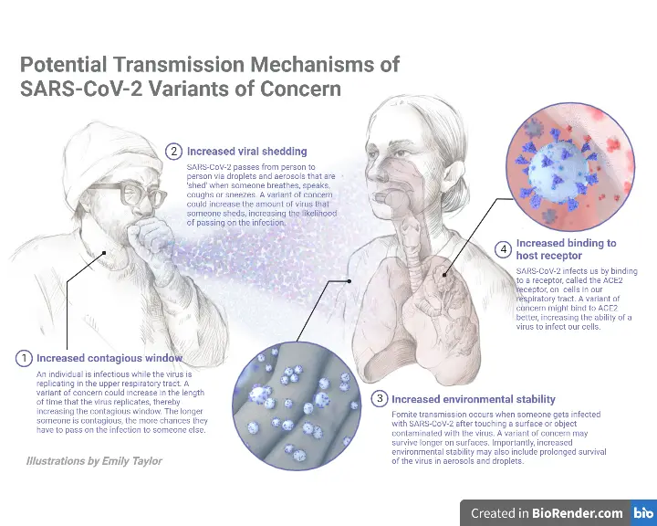 SARS-CoV-2 (COVID-19): Transmission, pathogenesis, replication