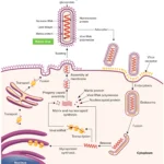 Rabies Virus - Structure, Genome Organization, Pathogenesis, Replication