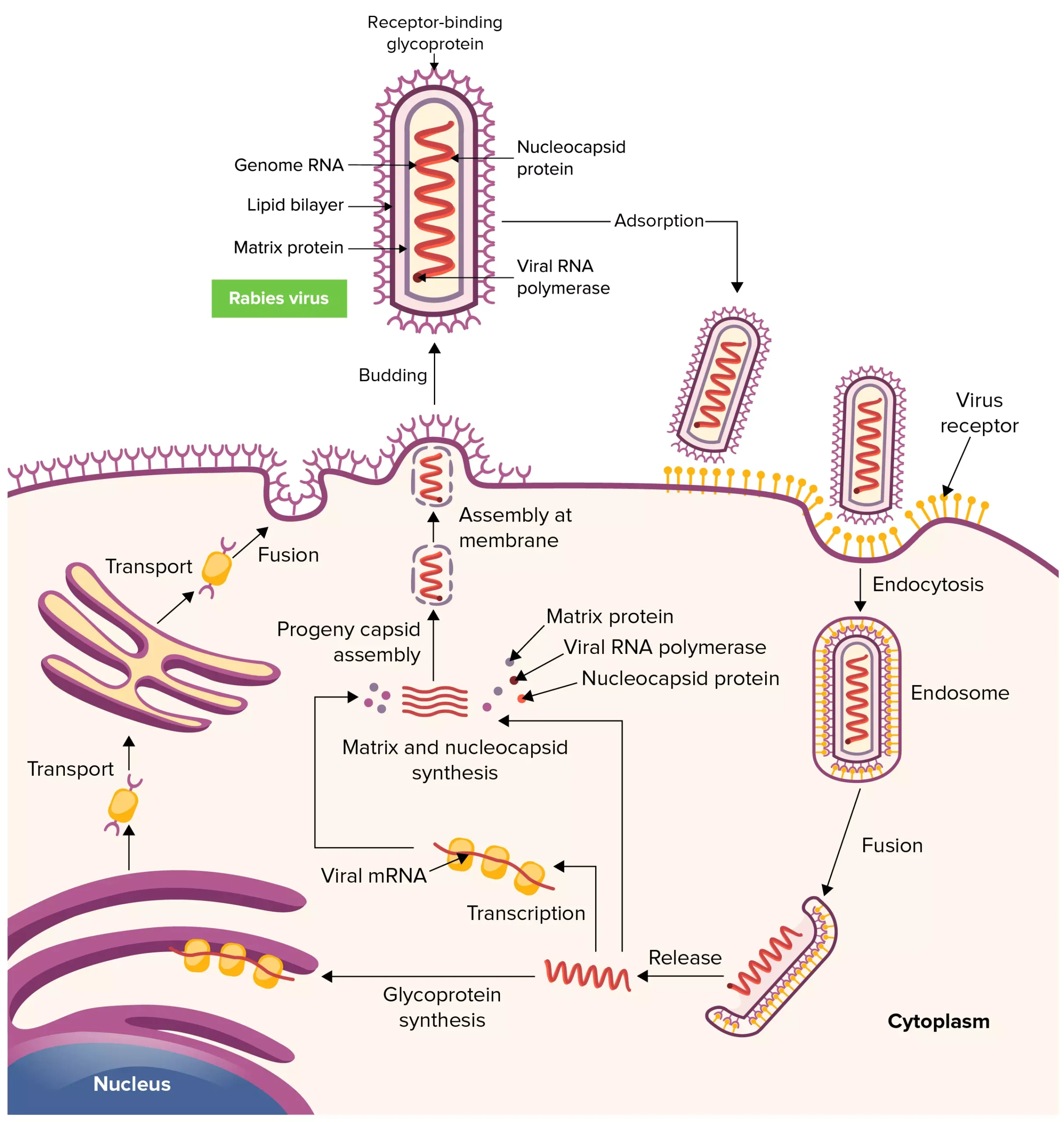 Rabies Virus - Structure, Genome Organization, Pathogenesis, Replication