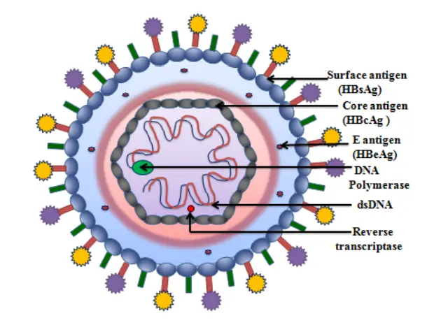 Hepatitis B Virus - Structure, Replication, Pathogenesis, Genome, Transmission