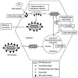 Hepatitis D Virus – Structure, Genome, Replication, Pathogenesis,