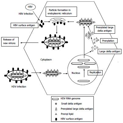 Hepatitis D Virus - Structure, Genome, Replication, Pathogenesis,