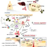 Dengue and Dengue Virus - Overview