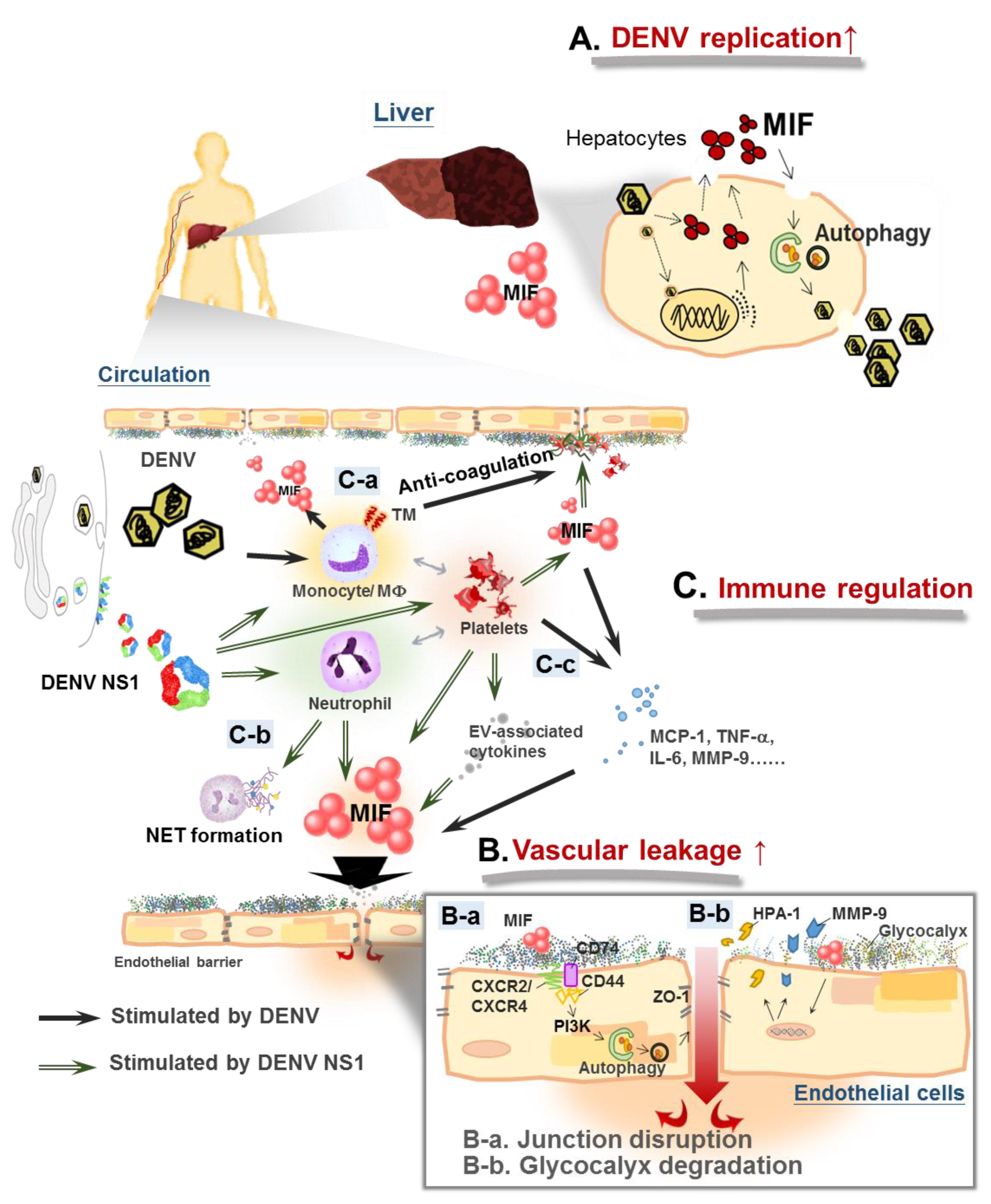 Dengue and Dengue Virus - Overview