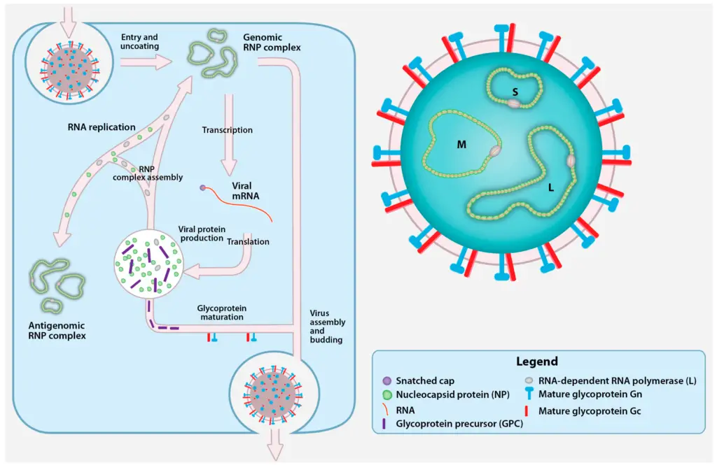 Crimean-Congo Hemorrhagic Fever Virus - An Overview